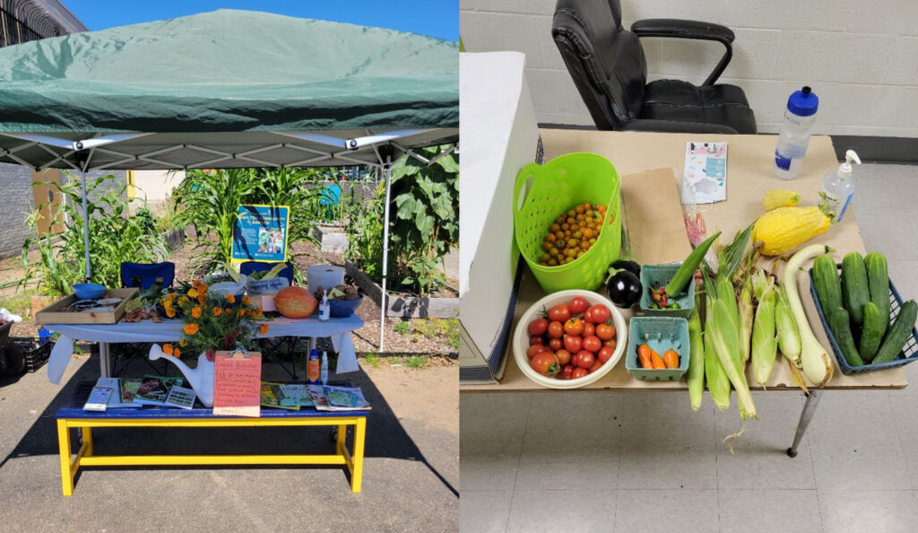 two photos showing the produce grown at the Andrew Hamilton School